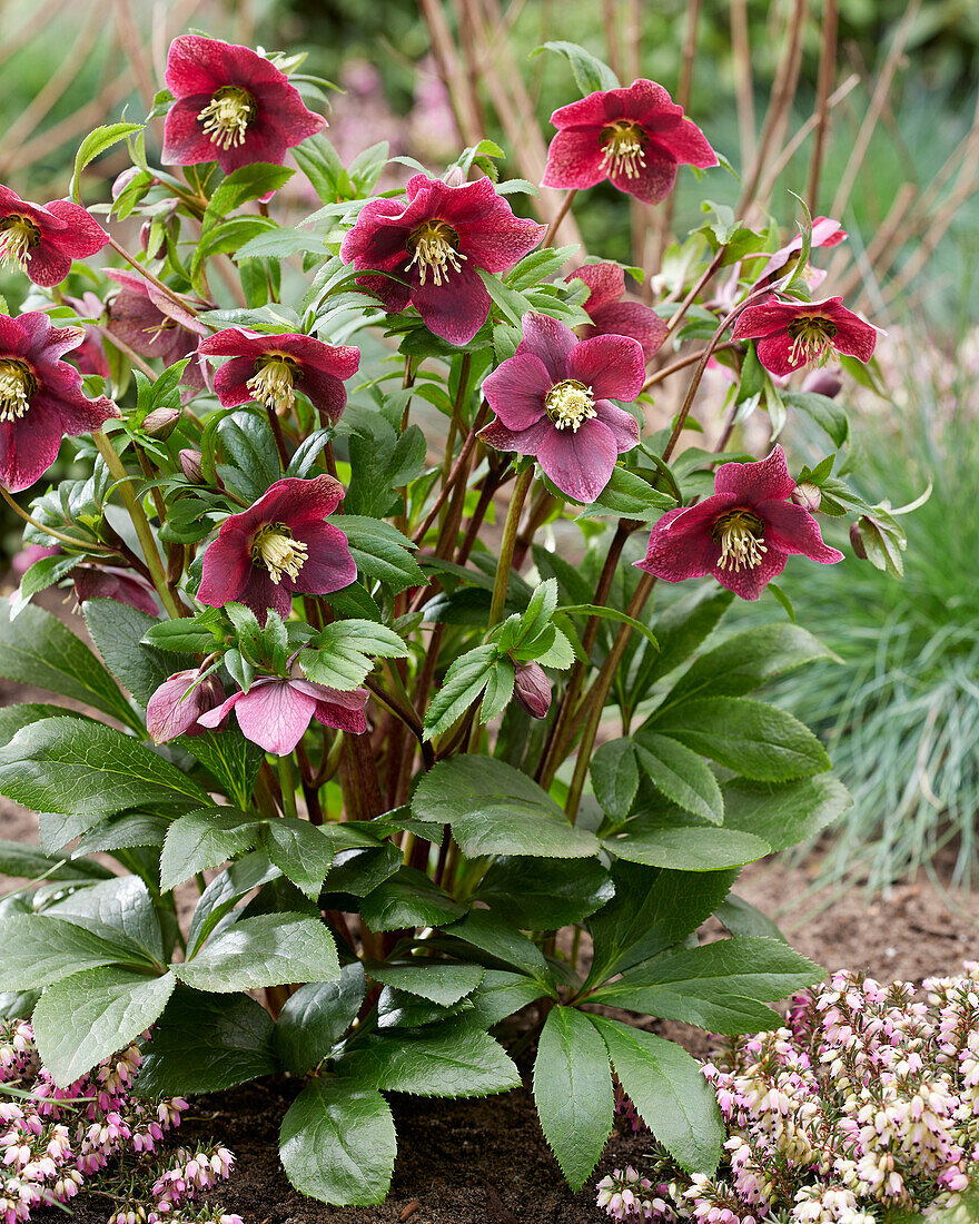 Helleborus ViV Victoria