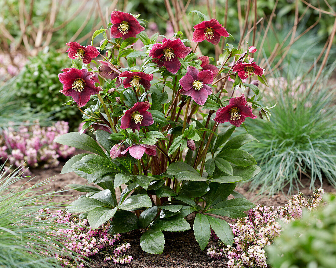 Helleborus ViV Victoria