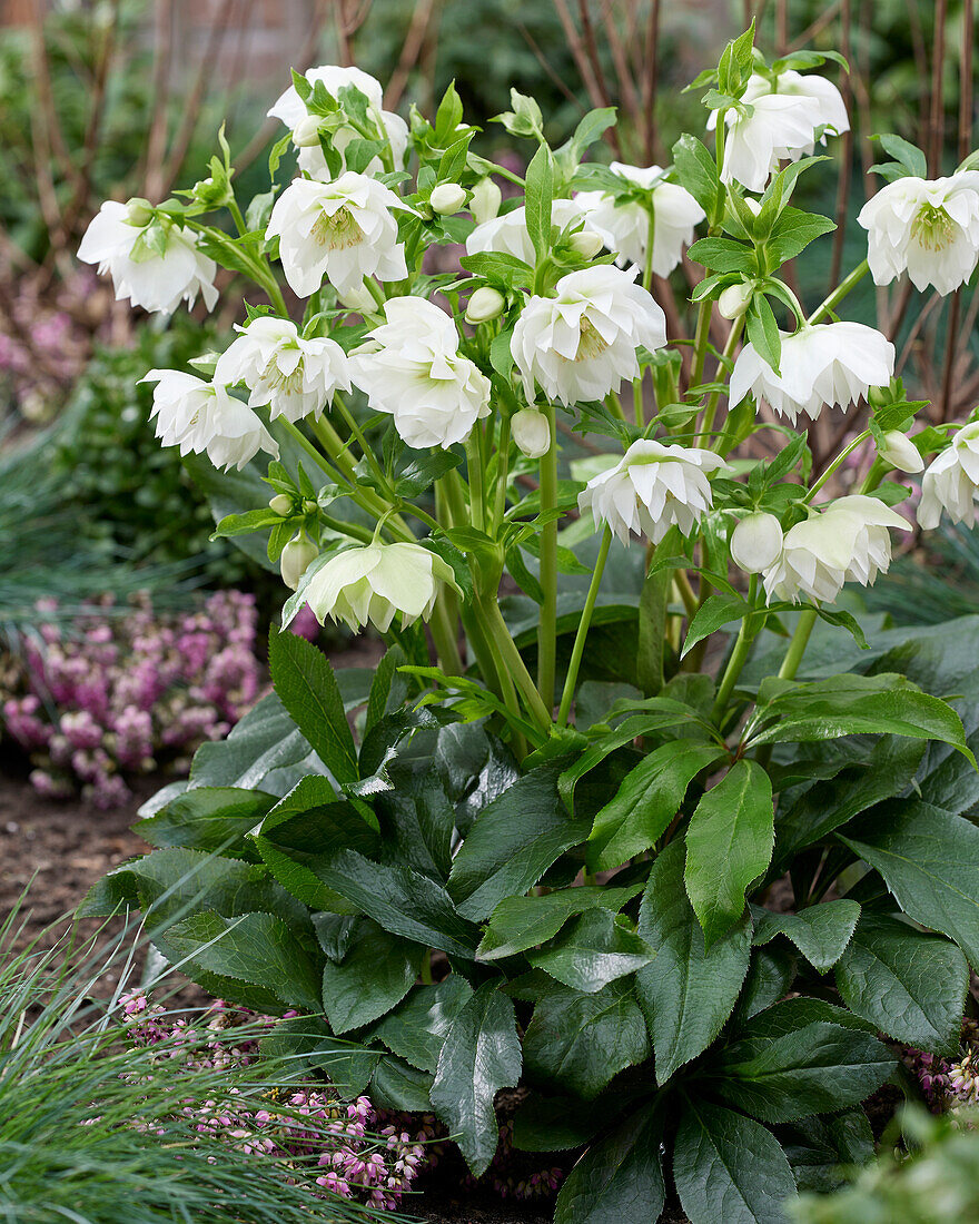 Helleborus ViV Amalia