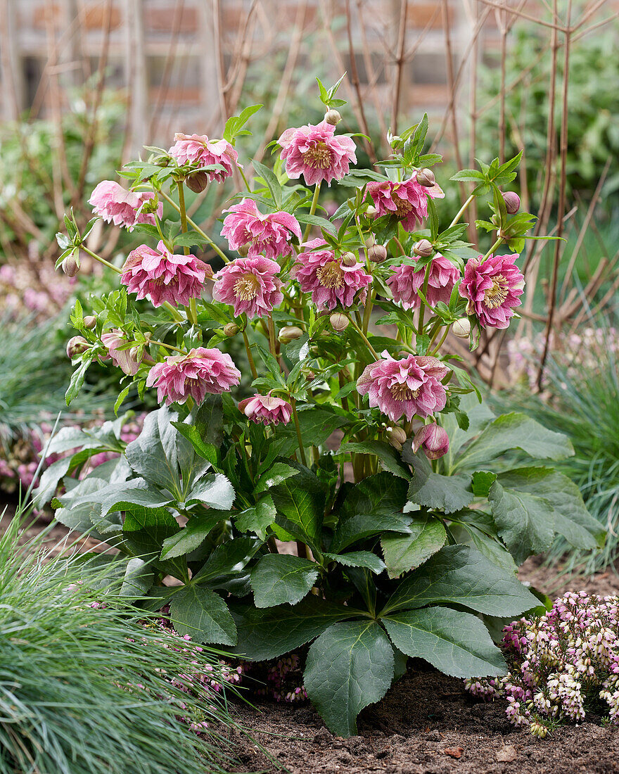 Helleborus ViV Double Flowered