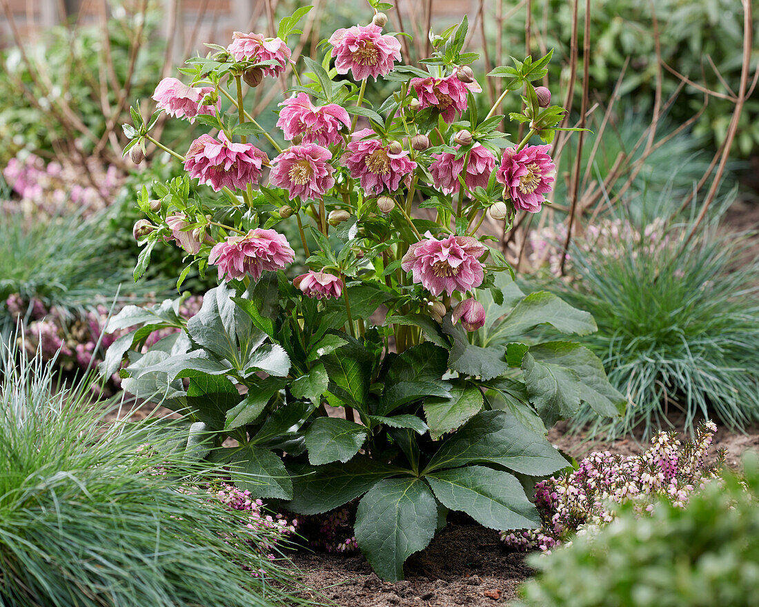 Helleborus ViV Doppelblütig