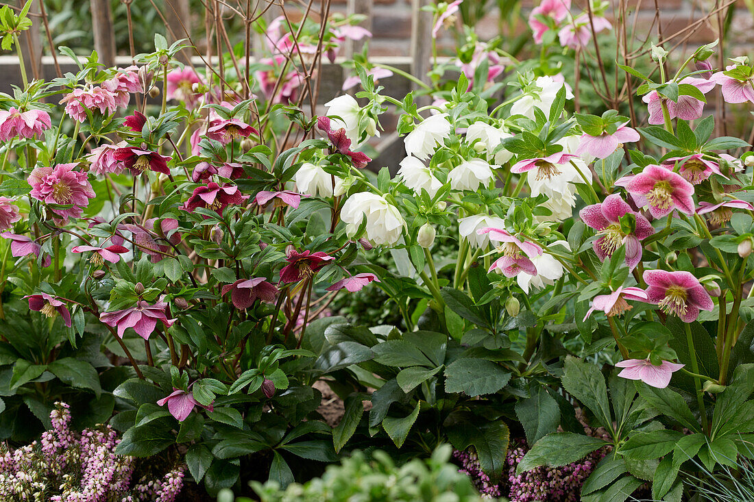 Helleborus ViV Collection