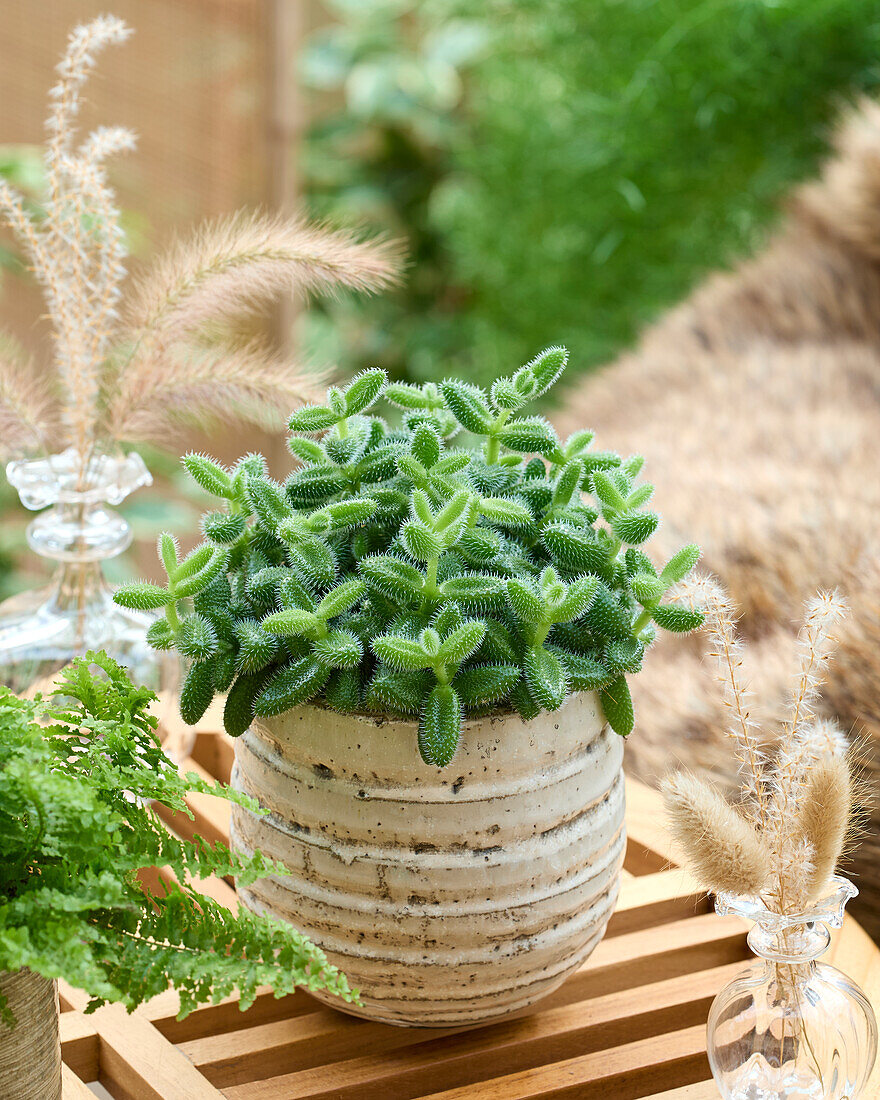 Delosperma echinatum