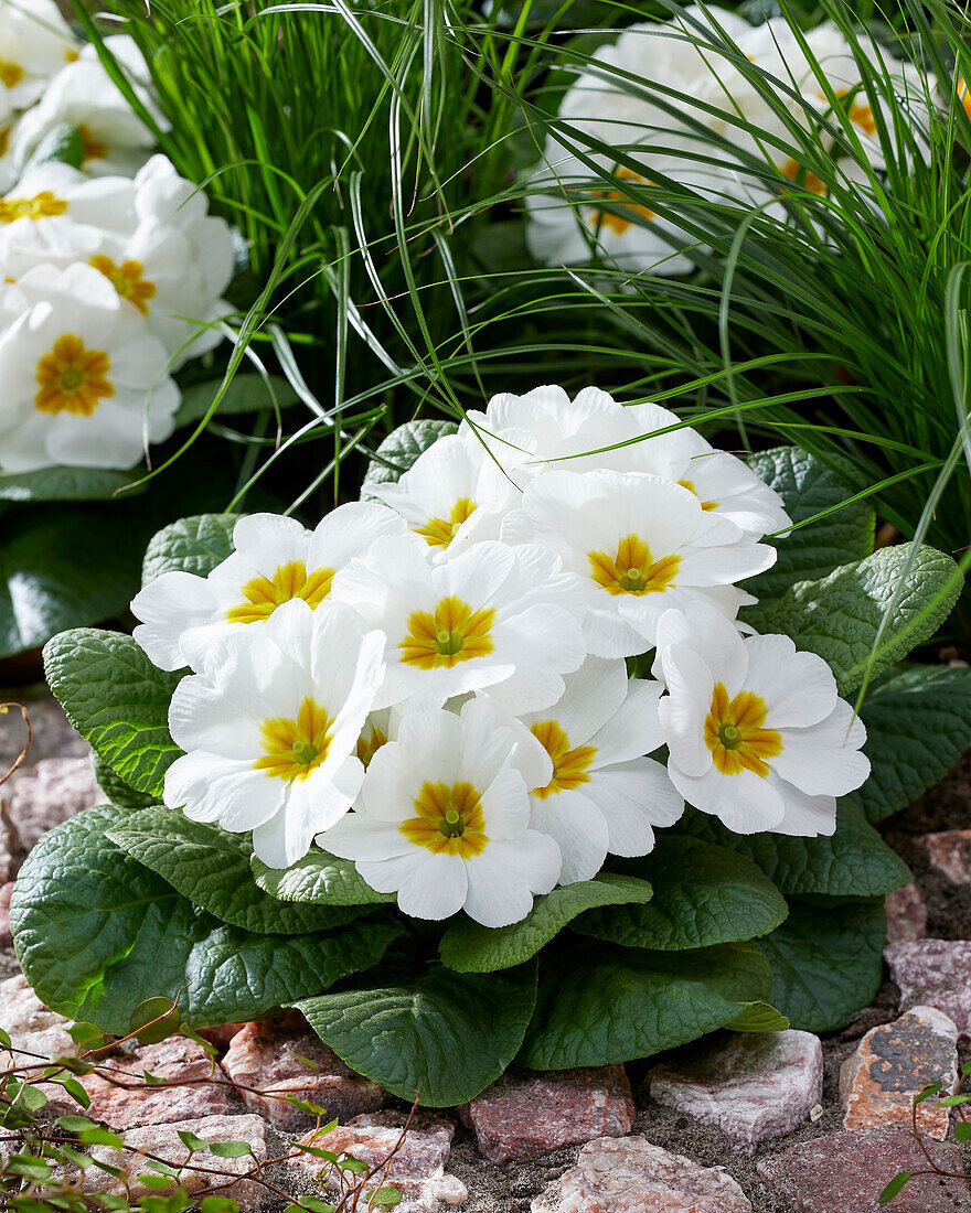 Primula acaulis white (primrose)
