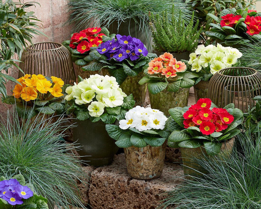 Primula acaulis collection