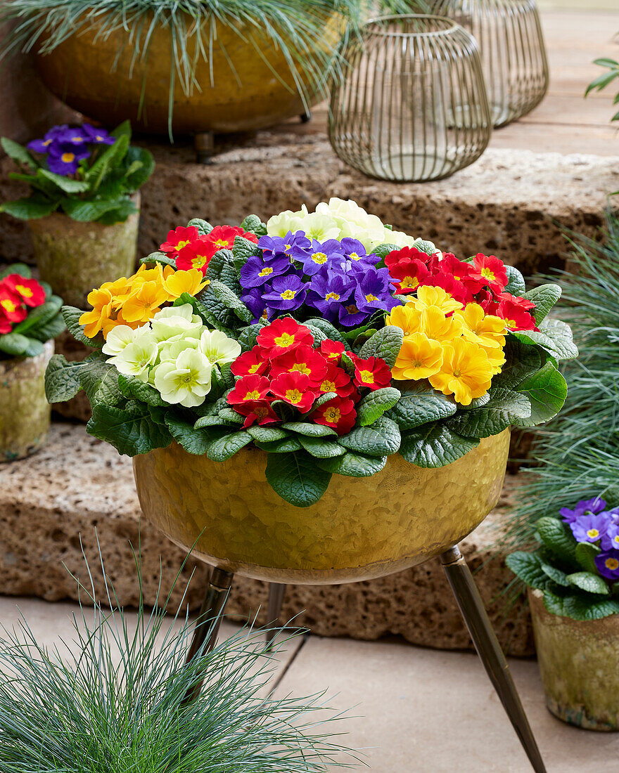 Primula acaulis combination