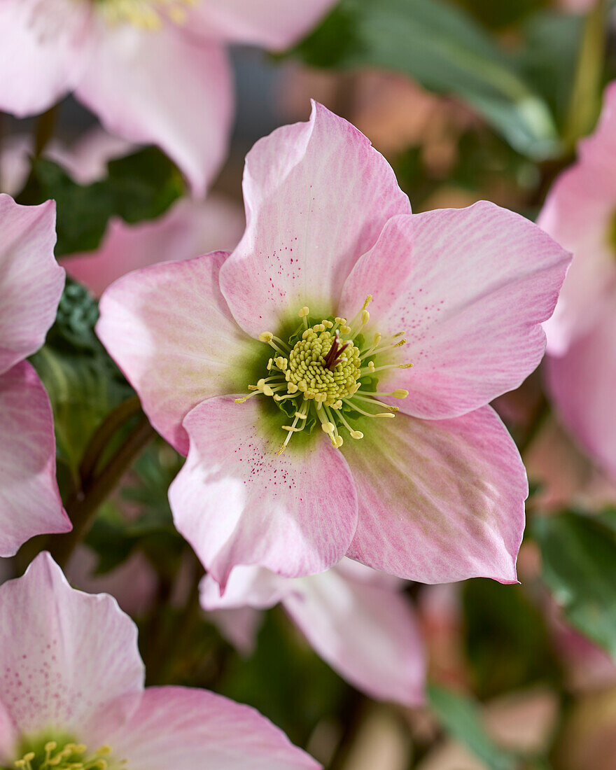 Helleborus Rosemary