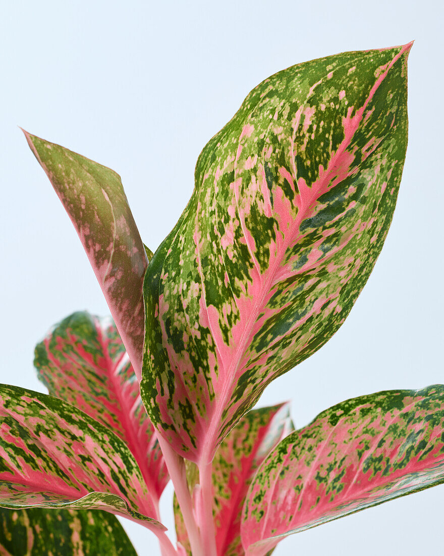 Aglaonema Red Lychee