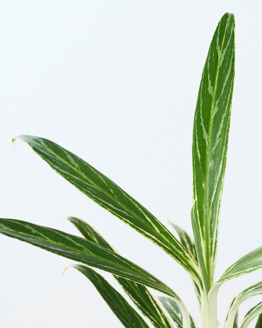 Aglaonema Zebra Feathers