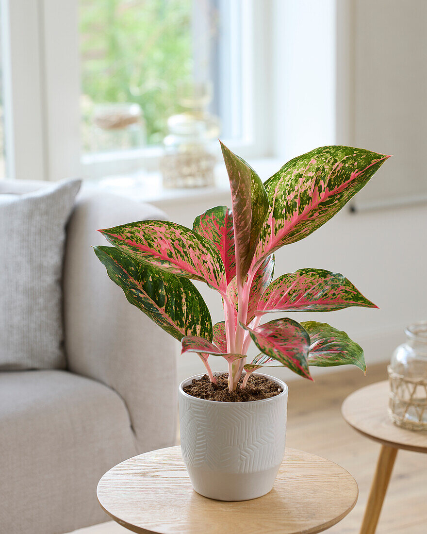 Aglaonema Red Lychee