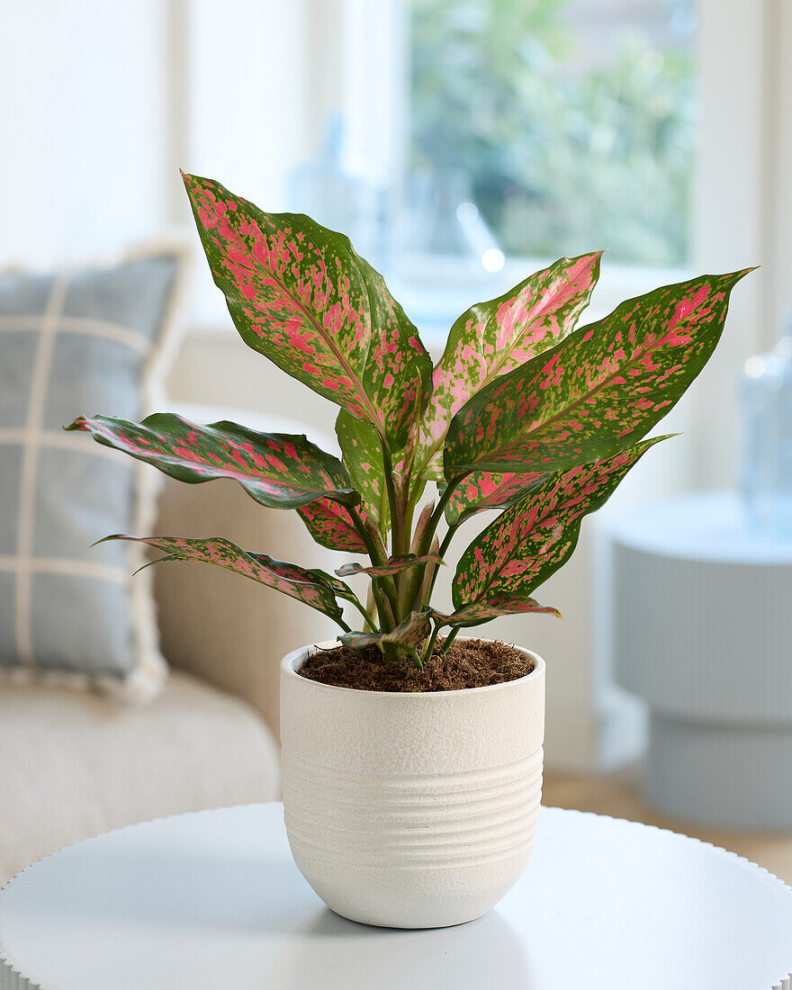 Aglaonema Strawberry Baby