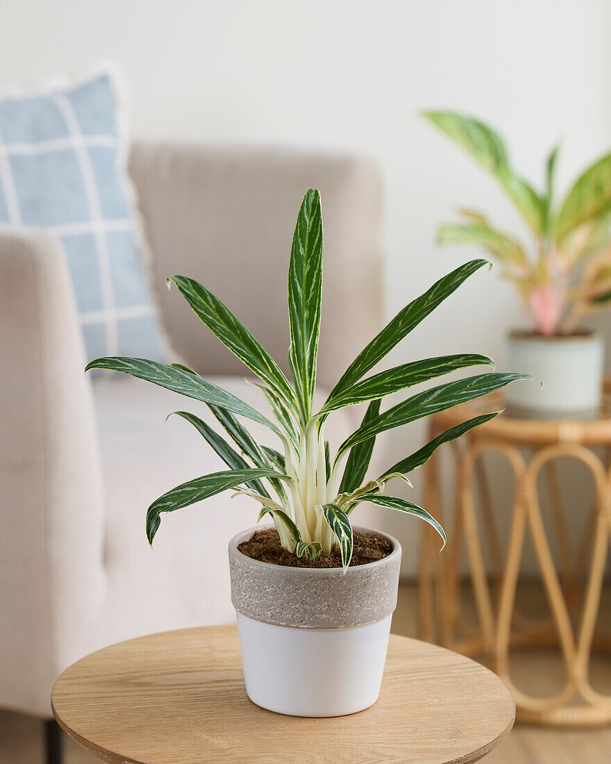 Aglaonema Zebrafedern