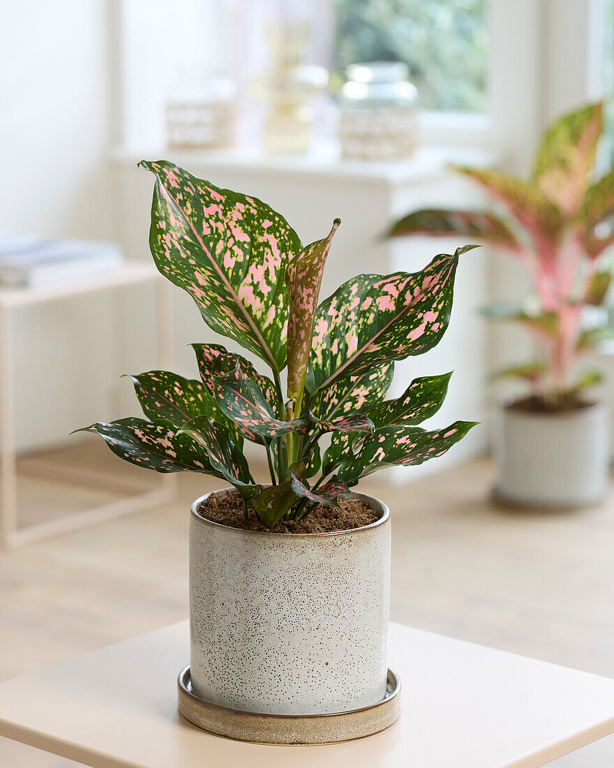 Aglaonema Rosa Leopard