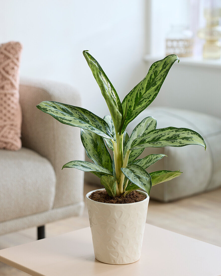 Aglaonema Lorbeer Grün