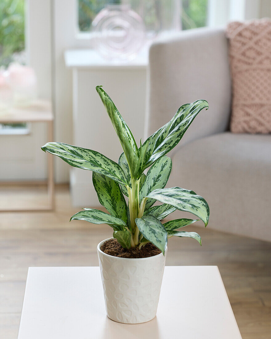 Aglaonema Lorbeer Grün