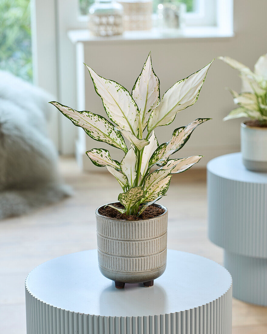 Aglaonema Vanilla Baby