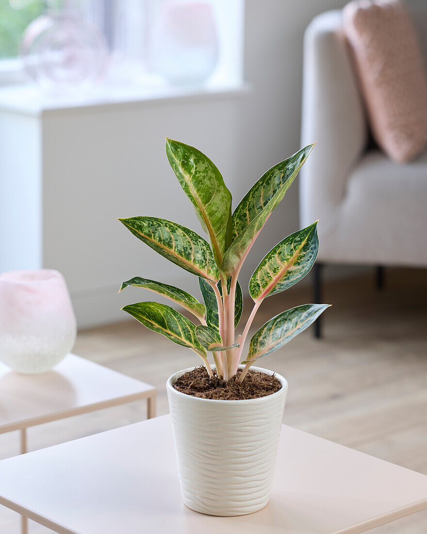 Aglaonema Orange Flame