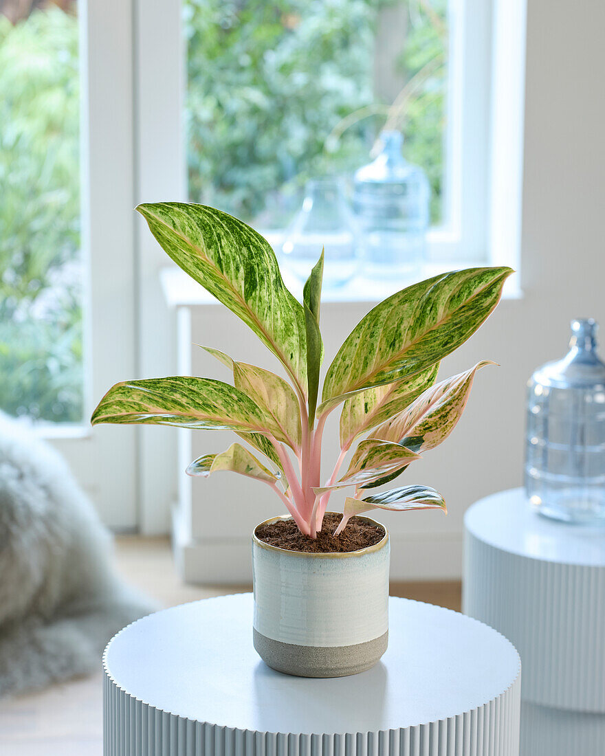 Aglaonema Peach Pearl