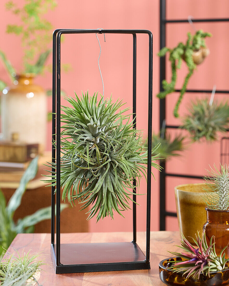 Tillandsia cube