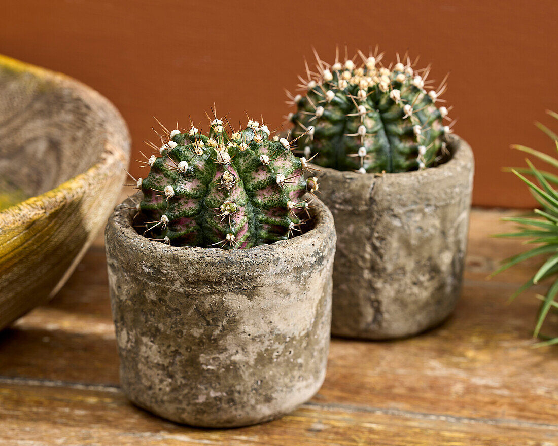 Gymnocalycium mihanovichii T-Rex