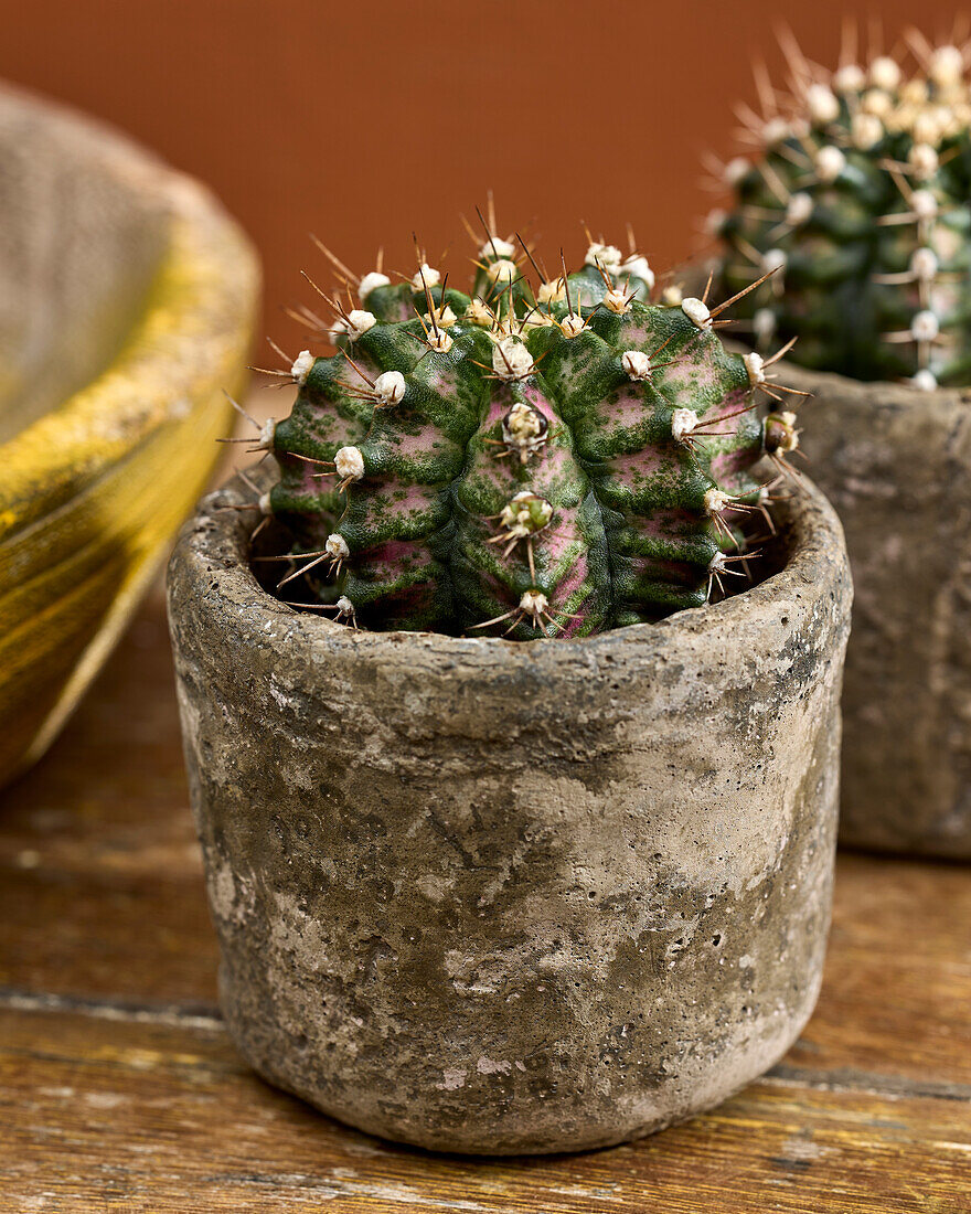 Gymnocalycium mihanovichii T-Rex