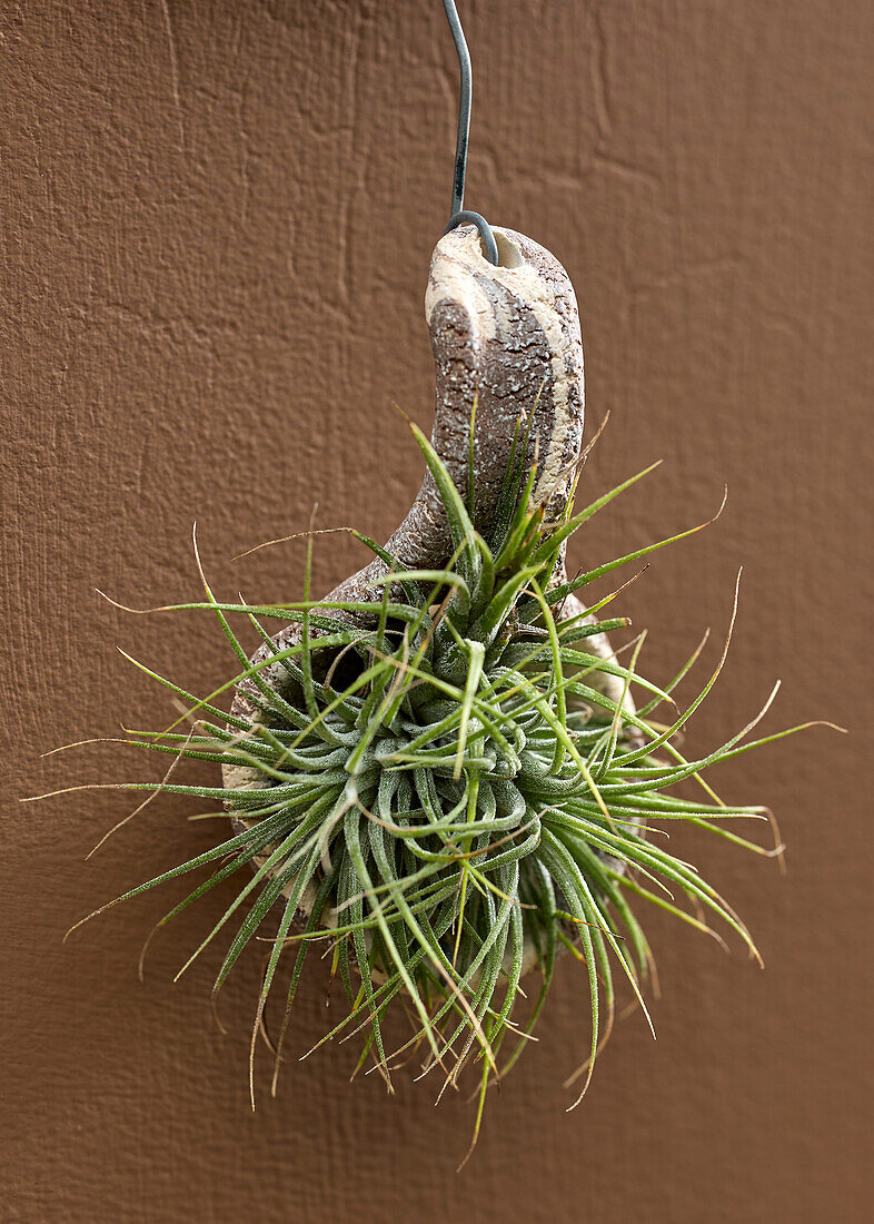 Tillandsia Tilly Tiles (air plant)