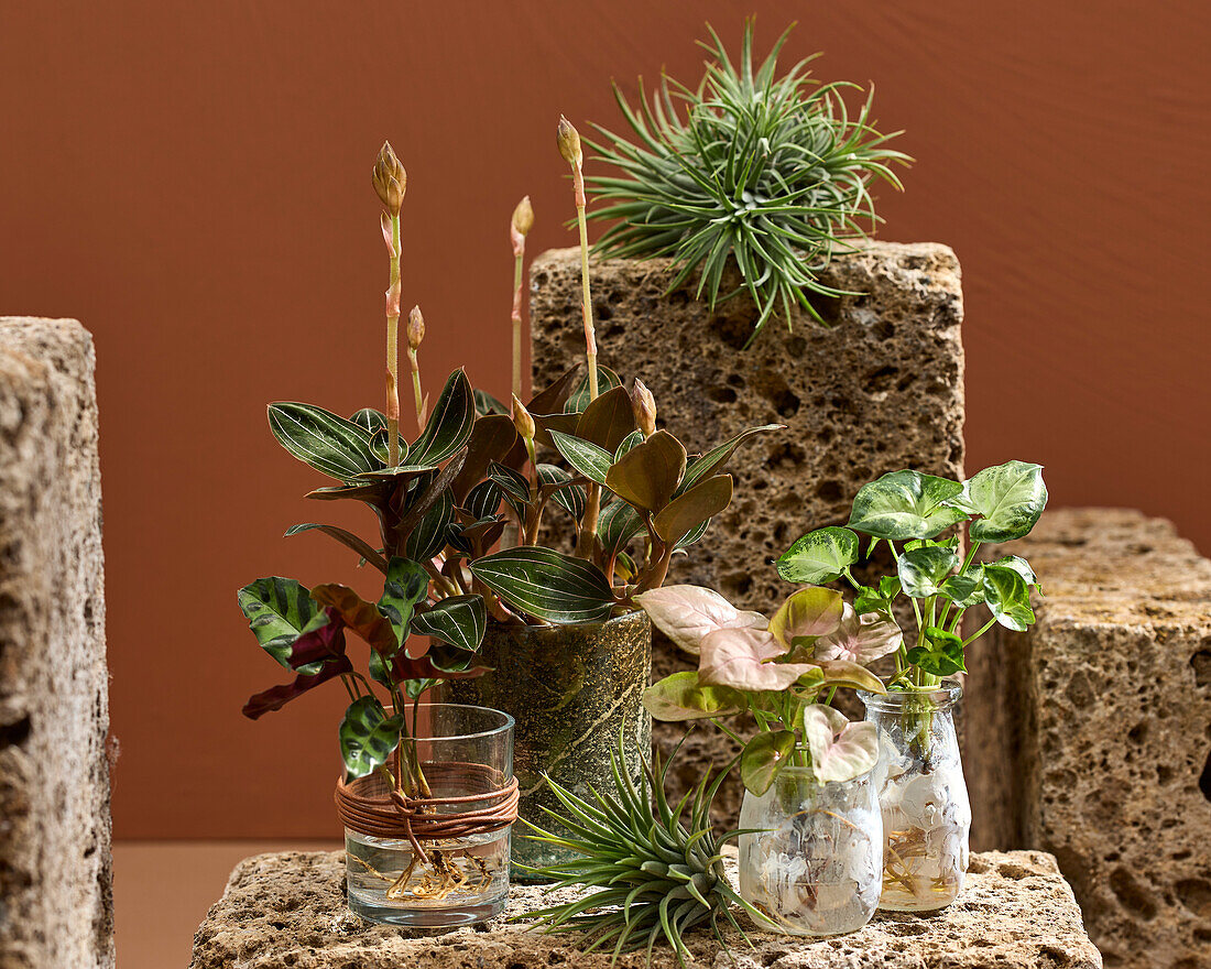 Indoor plant collection