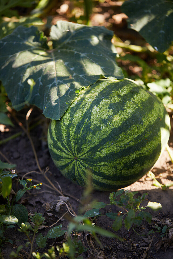Nahaufnahme einer Wassermelone auf einer grünen Plantage im Garten an einem sonnigen Sommertag