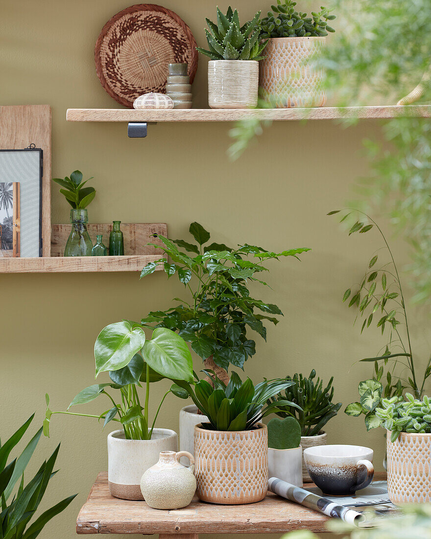 Indoor plant collection in a small place