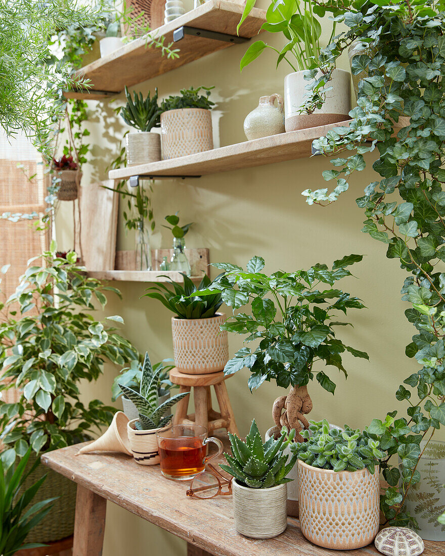 Indoor plant collection in a small place