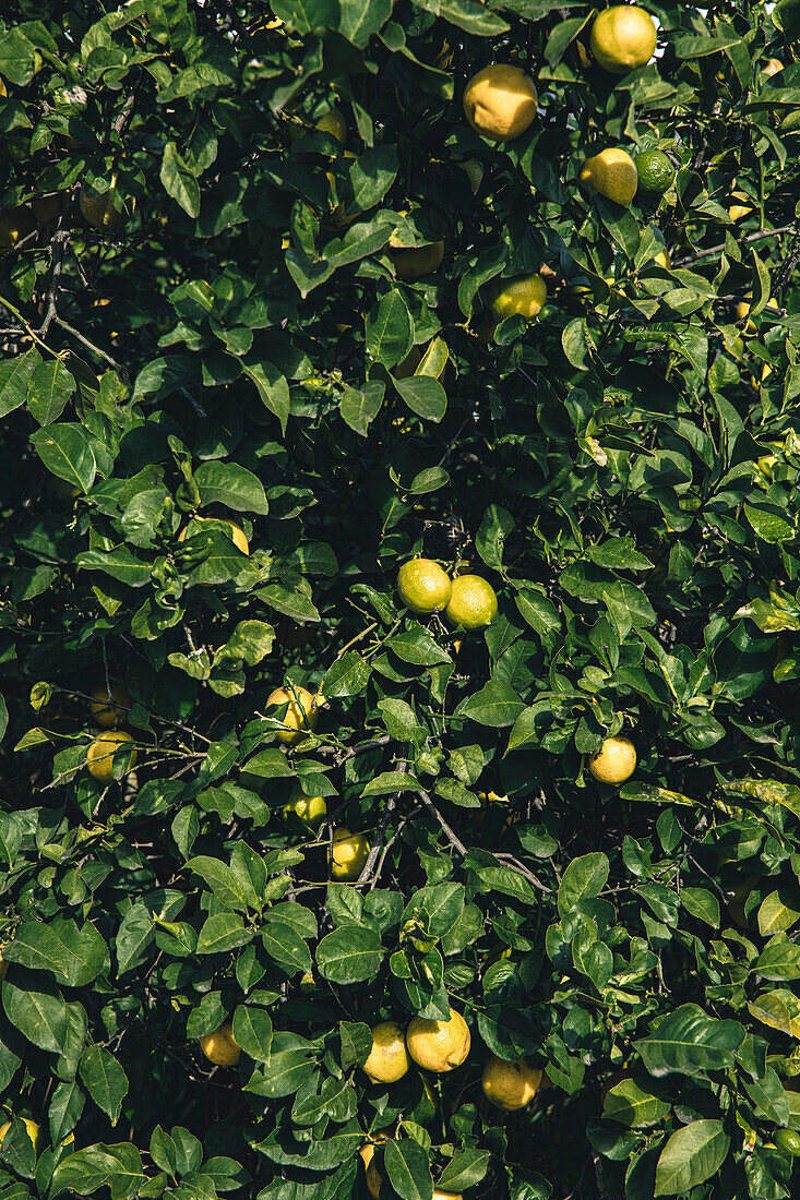 Yellow lemons on a tree