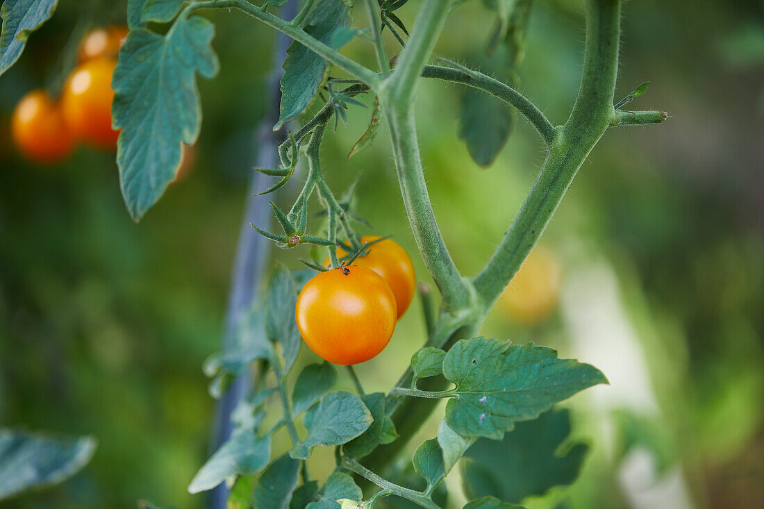 Front view of fresh raw and ripe tomatoes growing on branch of tree in garden