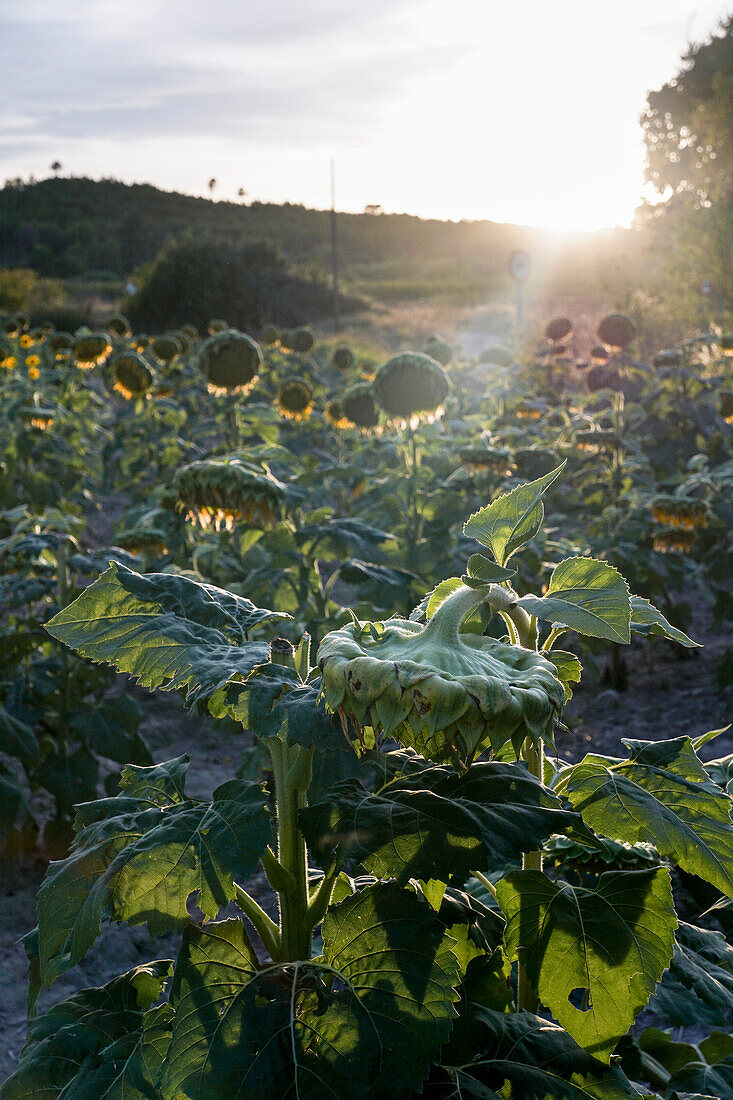 Feld mit Sonnenblumen bei Sonnenuntergang im Gegenlicht. Stimmungsvolles Foto von reifen Sonnenblumen