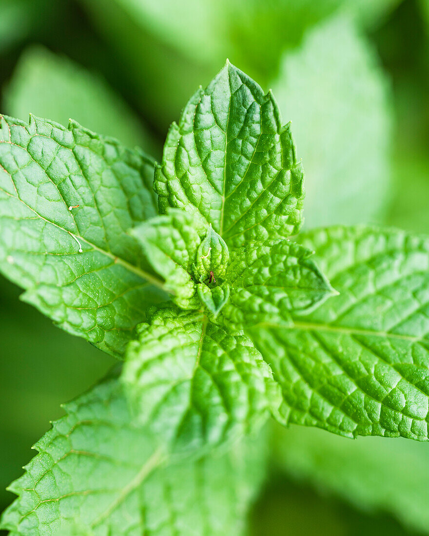 Close-up of fresh basil leaves