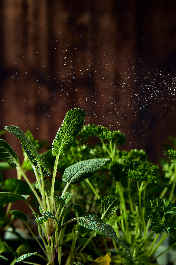 Fresh herbs are sprinkled with water