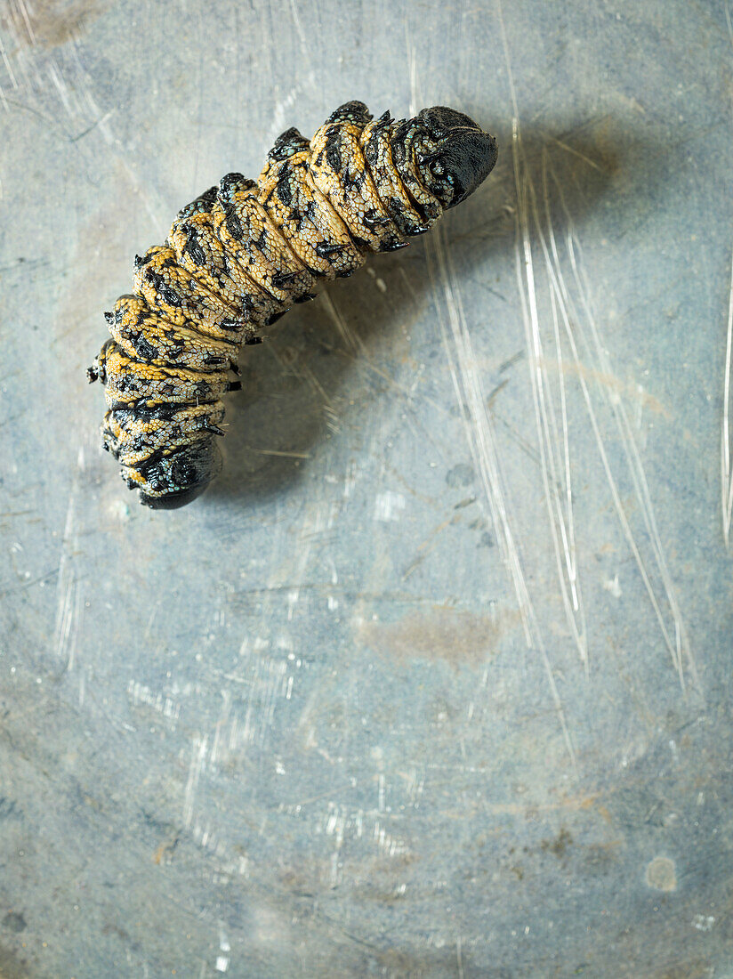 Whole Mopani worm, an edible caterpillar capable of providing high levels of protein to a human diet