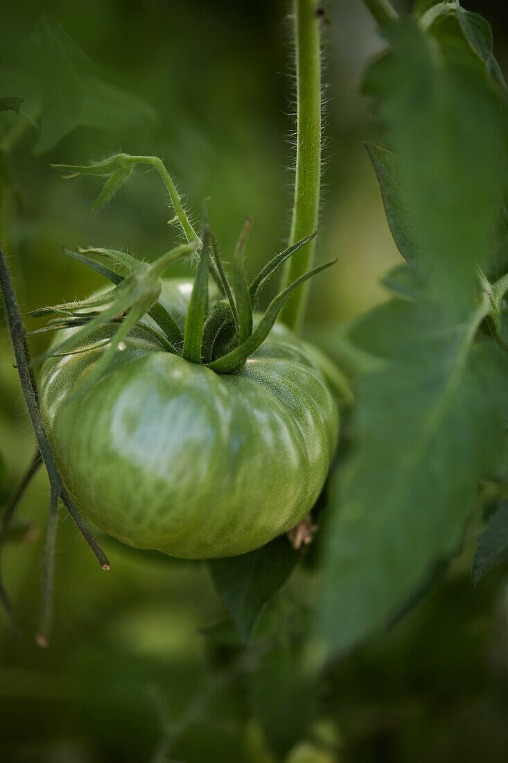 Nahaufnahme einer grünen, unreifen Tomate am Strauch im Garten an einem sonnigen Tag