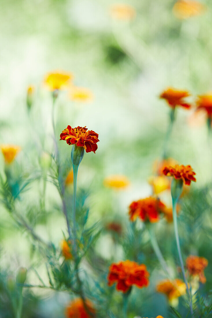 Bright orange marigold flowers with green leaves growing on thin stems in garden on sunny day