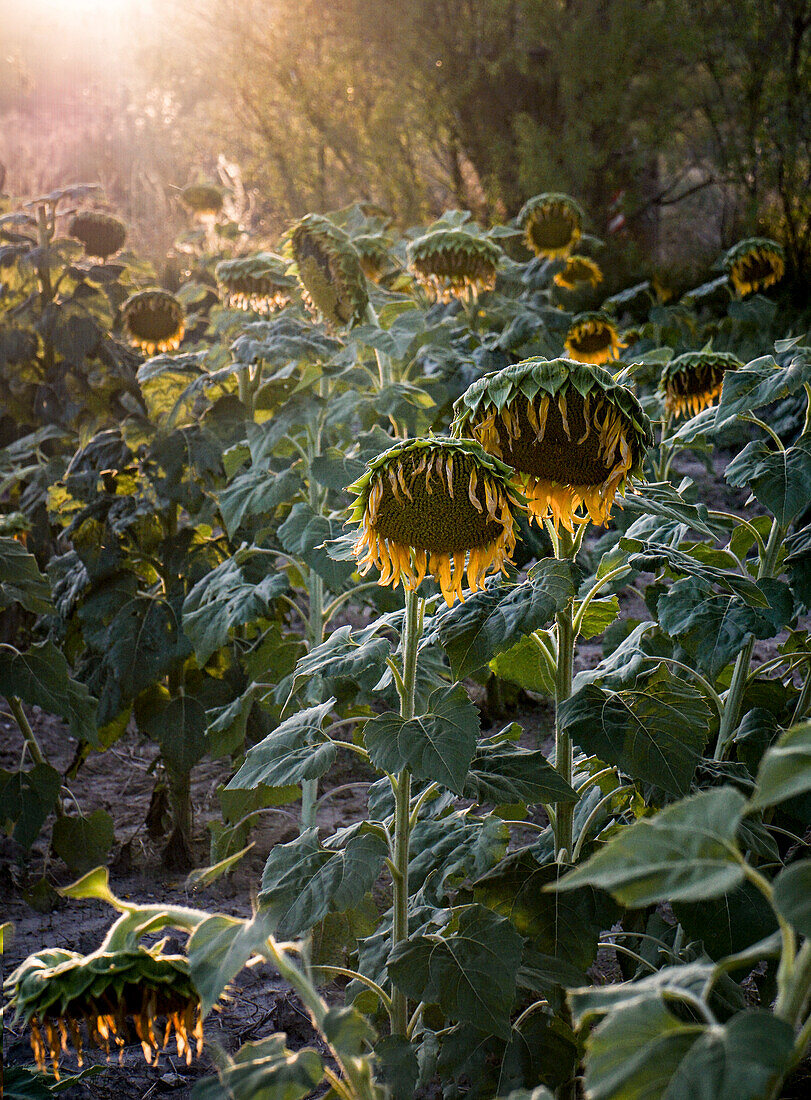 Feld mit Sonnenblumen bei Sonnenuntergang im Gegenlicht. Stimmungsvolles Foto von reifen Sonnenblumen