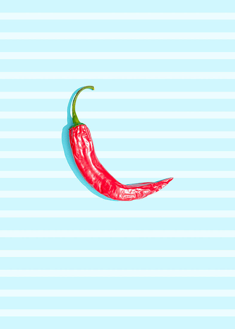 Single chilli pepper on a blue striped background