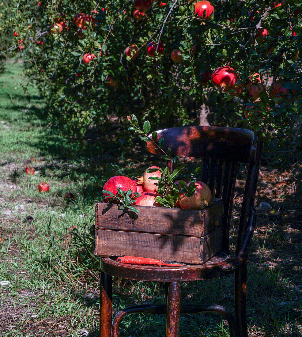 Granatäpfel frisch gepflückt in einer Holzkiste auf einem Stuhl im Garten, Sammlung von Granatapfelernte, Bioprodukt