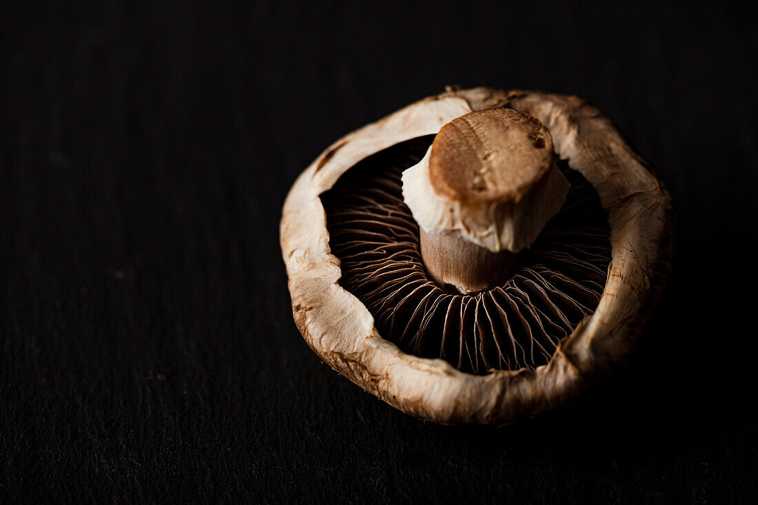 Single mushroom on a dark background