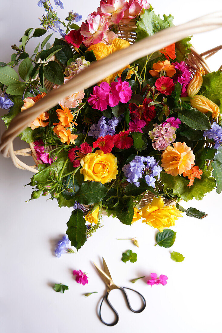 Korb mit nahrhaften essbaren Blumen, Rosen, Geranien, Hortensien, Zucchini, Kapuzinerkresse und Plumbago, die den Gerichten Geschmack, Textur und Farbe verleihen. Von oben nach unten