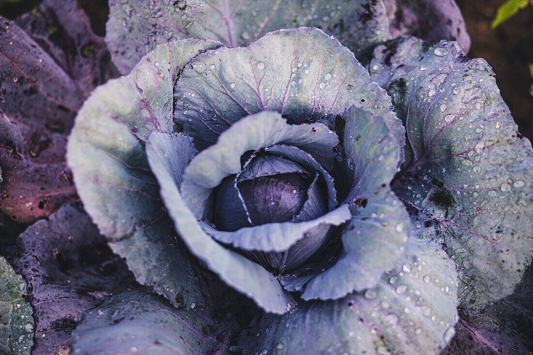 Purple cabbage growing in a field
