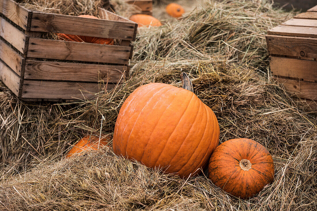Pumpkins and wooden boxes on the hay