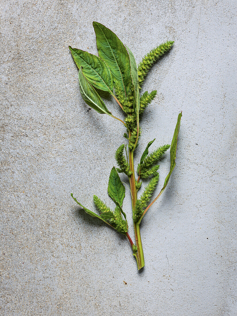 Amaranth (Amaranthus spp.) on a granite background