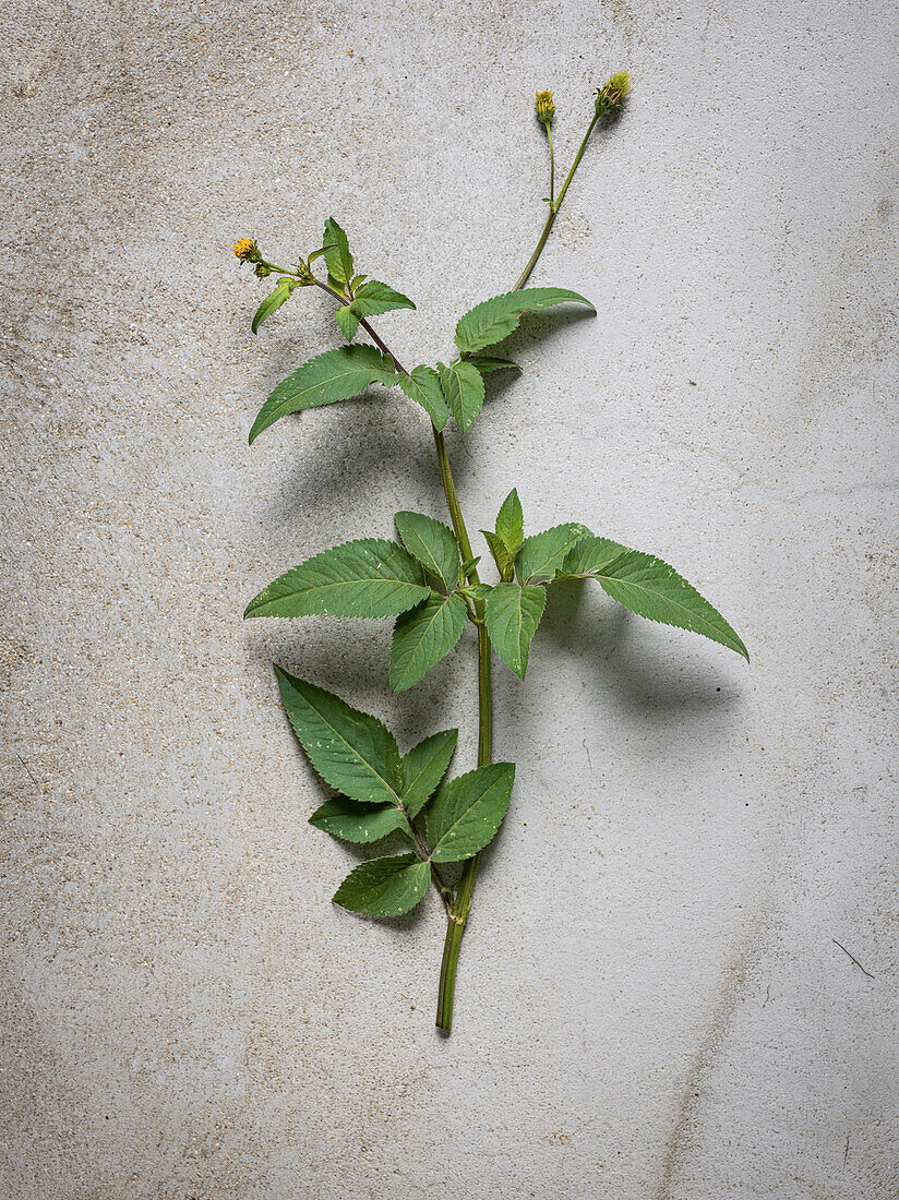 Blackjack (Bidens pilosa) Pflanze auf grauem Hintergrund