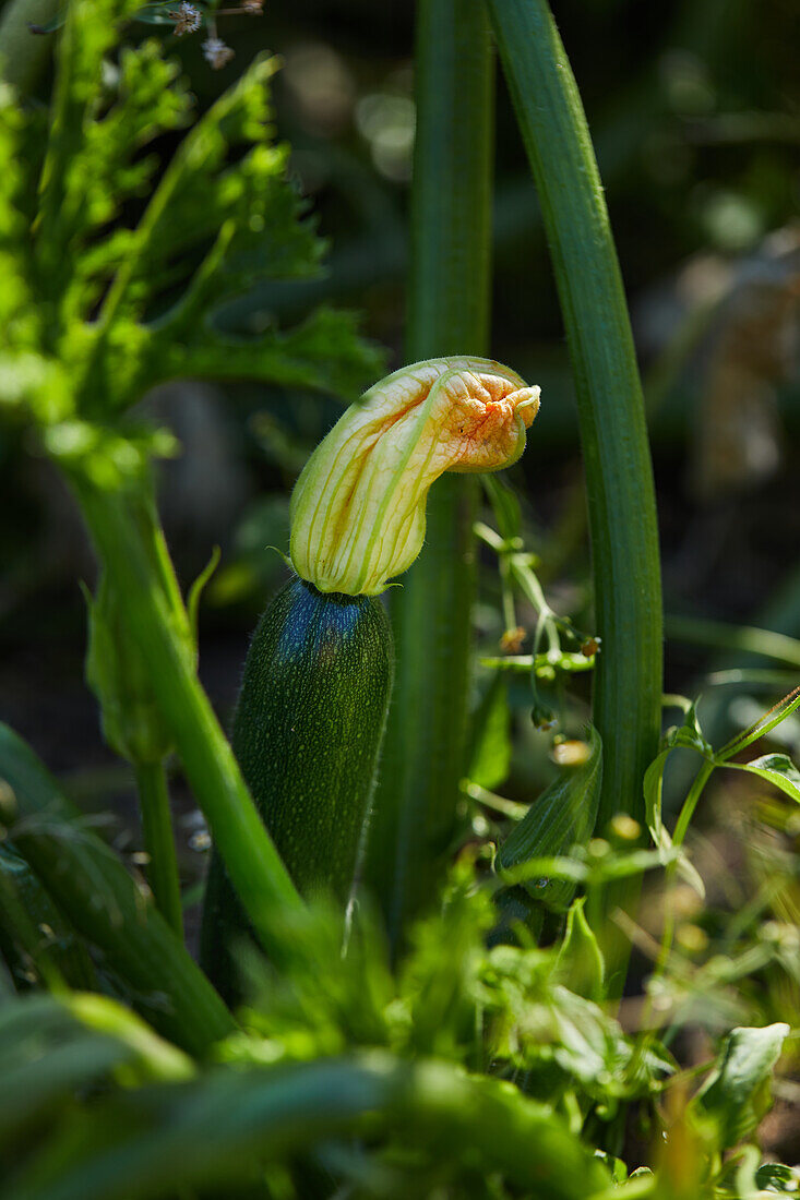 Fresh pumpkin blossom on a green vine plant in the garden on a sunny summer's day