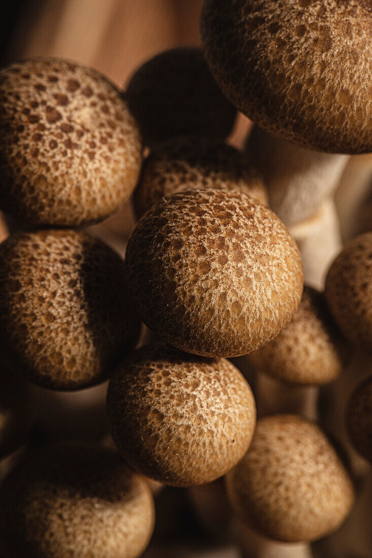 A collection of brown mushrooms