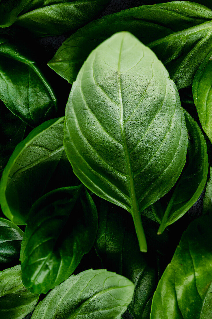 A close-up of a basil leaf